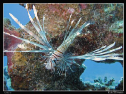 Common young lionfish. (Pterois volitans) Canon G10 & Ino... by Bea & Stef Primatesta 